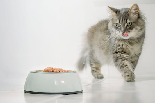 Get information on how to feed your cat