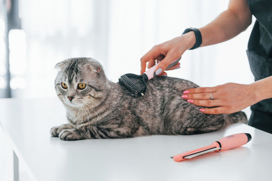Learn about cat fur care, bathing, odor removal, etc.